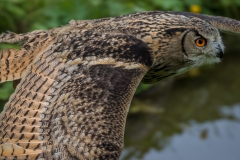 Wildpark Lüneburger Heide Juni 2016 Wildpark Lüneburger Heide Juni 2016