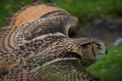 Wildpark Lüneburger Heide Juni 2016 Wildpark Lüneburger Heide Juni 2016