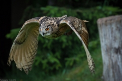 Wildpark Lüneburger Heide Juni 2016 Wildpark Lüneburger Heide Juni 2016