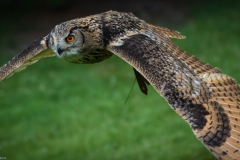 Wildpark Lüneburger Heide Juni 2016 Wildpark Lüneburger Heide Juni 2016