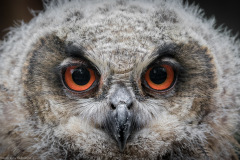 Wildpark Lüneburger Heide Juni 2016 Wildpark Lüneburger Heide Juni 2016