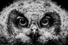 Wildpark Lüneburger Heide Juni 2016 Wildpark Lüneburger Heide Juni 2016