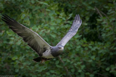 Wildpark Lüneburger Heide Juni 2016 Wildpark Lüneburger Heide Juni 2016