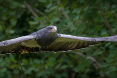 Wildpark Lüneburger Heide Juni 2016 Wildpark Lüneburger Heide Juni 2016