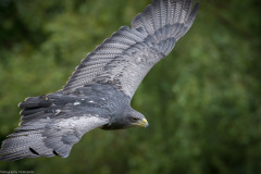 Wildpark Lüneburger Heide Juni 2016 Wildpark Lüneburger Heide Juni 2016