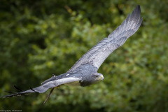 Wildpark Lüneburger Heide Juni 2016 Wildpark Lüneburger Heide Juni 2016