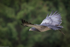 Wildpark Lüneburger Heide Juni 2016 Wildpark Lüneburger Heide Juni 2016