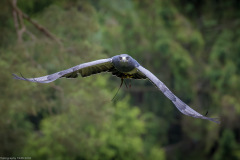 Wildpark Lüneburger Heide Juni 2016 Wildpark Lüneburger Heide Juni 2016