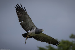 Wildpark Lüneburger Heide Juni 2016 Wildpark Lüneburger Heide Juni 2016