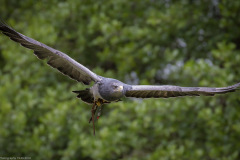 Wildpark Lüneburger Heide Juni 2016 Wildpark Lüneburger Heide Juni 2016
