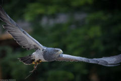 Wildpark Lüneburger Heide Juni 2016 Wildpark Lüneburger Heide Juni 2016