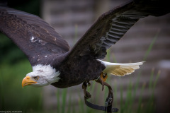 Wildpark Lüneburger Heide Juni 2016 Wildpark Lüneburger Heide Juni 2016