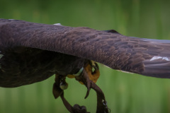 Wildpark Lüneburger Heide Juni 2016 Wildpark Lüneburger Heide Juni 2016