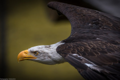 Wildpark Lüneburger Heide Juni 2016 Wildpark Lüneburger Heide Juni 2016