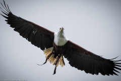 Wildpark Lüneburger Heide Juni 2016 Wildpark Lüneburger Heide Juni 2016