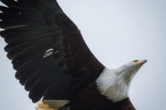 Wildpark Lüneburger Heide Juni 2016 Wildpark Lüneburger Heide Juni 2016