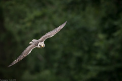 Wildpark Lüneburger Heide Juni 2016 Wildpark Lüneburger Heide Juni 2016