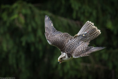 Wildpark Lüneburger Heide Juni 2016 Wildpark Lüneburger Heide Juni 2016
