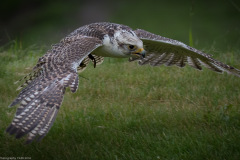 Wildpark Lüneburger Heide Juni 2016 Wildpark Lüneburger Heide Juni 2016