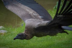 Wildpark Lüneburger Heide Juni 2016 Wildpark Lüneburger Heide Juni 2016