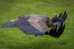 Wildpark Lüneburger Heide Juni 2016 Wildpark Lüneburger Heide Juni 2016