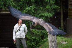 Wildpark Lüneburger Heide Juni 2016 Wildpark Lüneburger Heide Juni 2016
