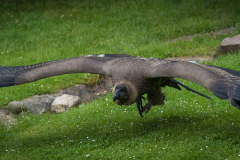 Wildpark Lüneburger Heide Juni 2016 Wildpark Lüneburger Heide Juni 2016