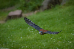 Wildpark Lüneburger Heide Juni 2016 Wildpark Lüneburger Heide Juni 2016