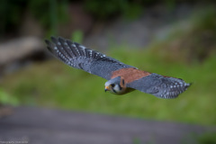Wildpark Lüneburger Heide Juni 2016 Wildpark Lüneburger Heide Juni 2016