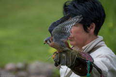 Wildpark Lüneburger Heide Juni 2016 Wildpark Lüneburger Heide Juni 2016